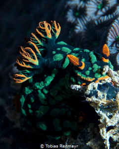 Nembrotha Nudi, Tioman Island by Tobias Reitmayr 